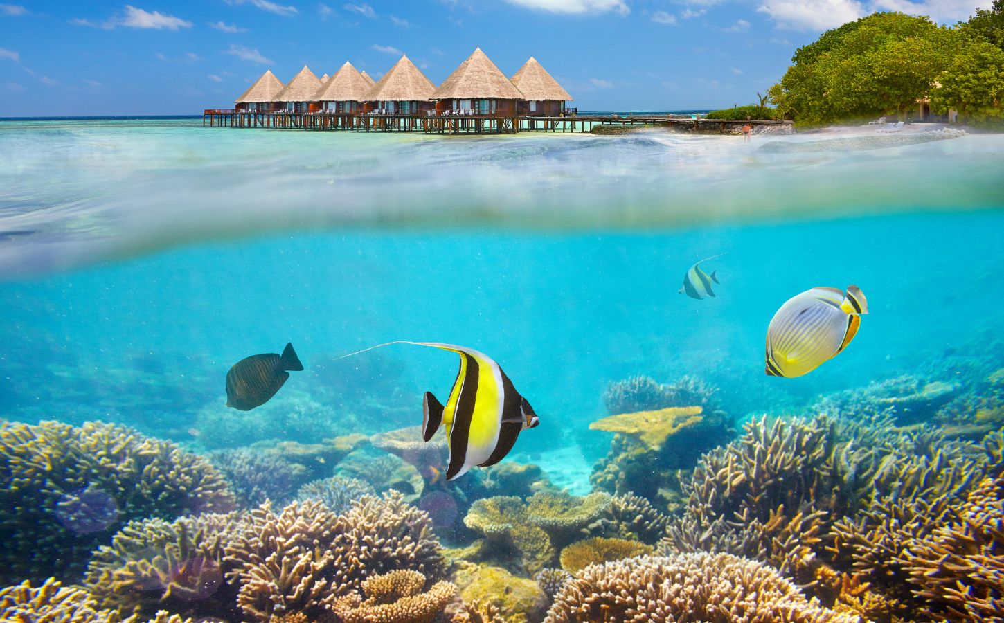 Maldives Snorkling